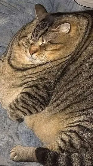 ai character: cat background