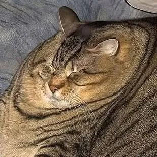 chat with ai character: cat