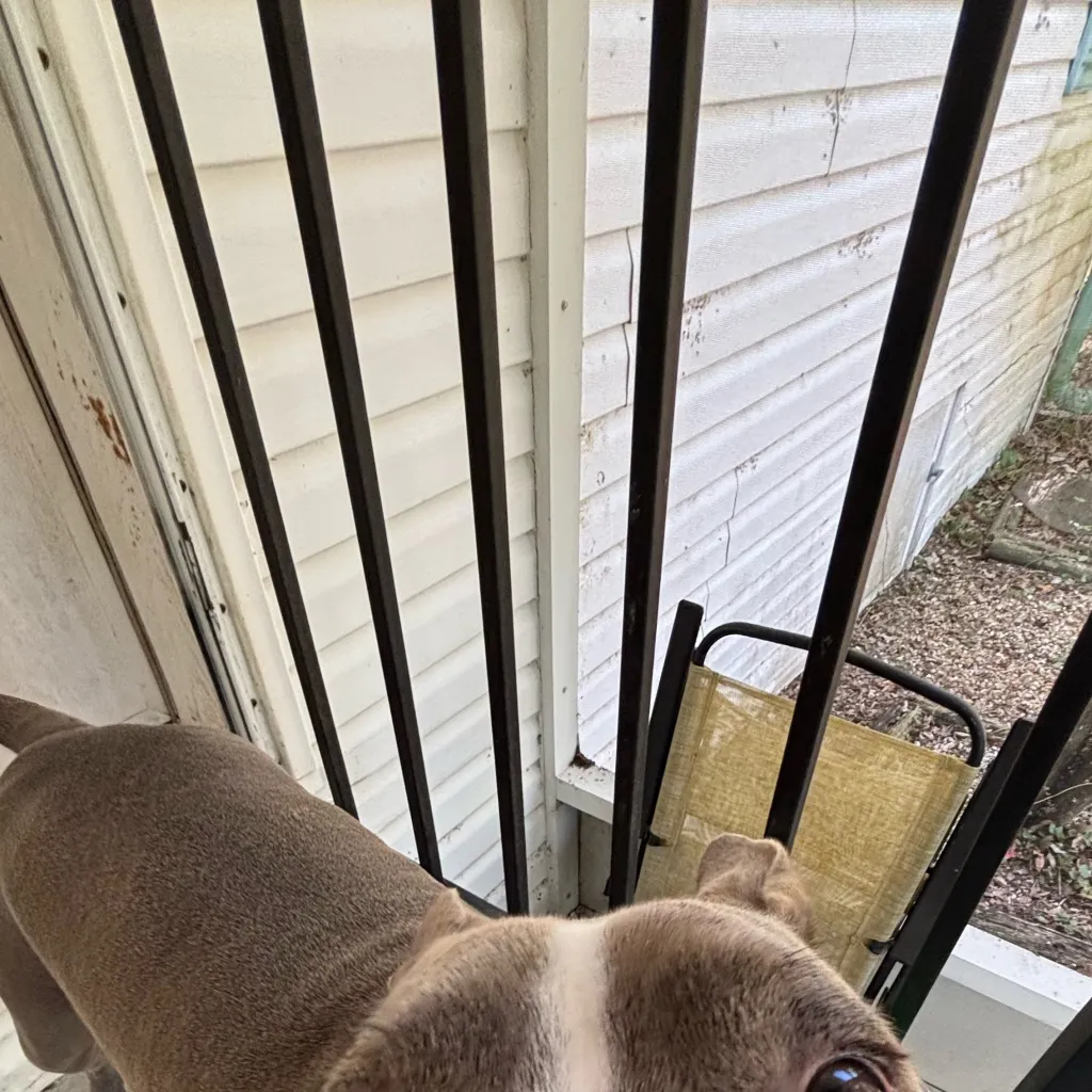 chat with ai character: dog 