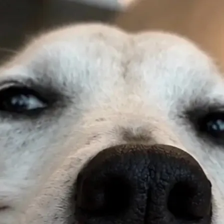 chat with ai character: Dawg