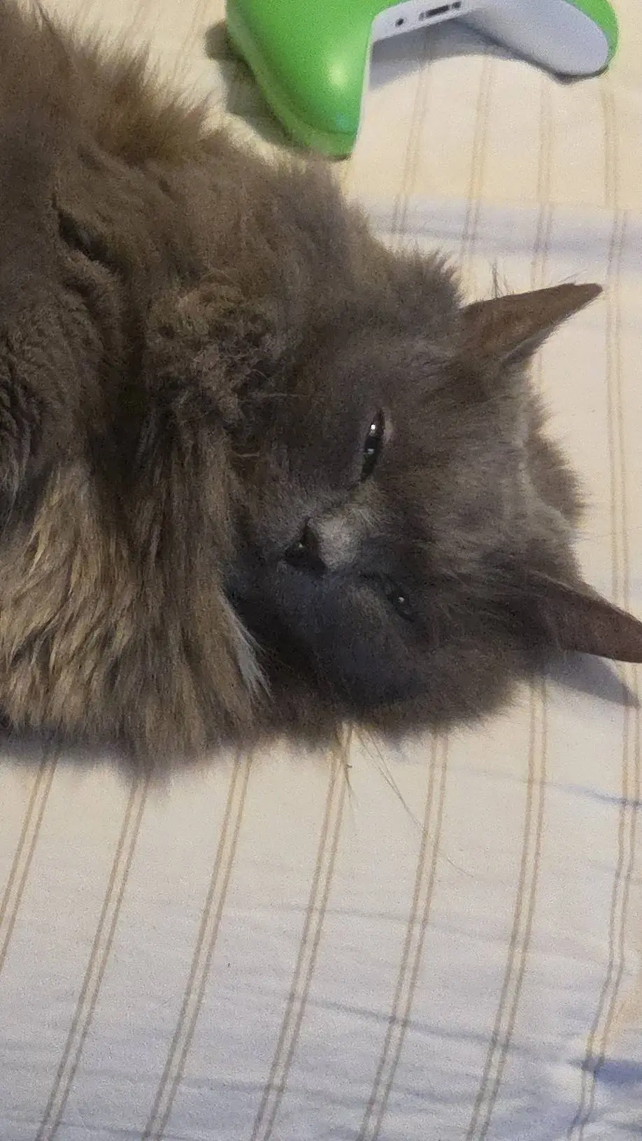 ai character: Poor Cat background