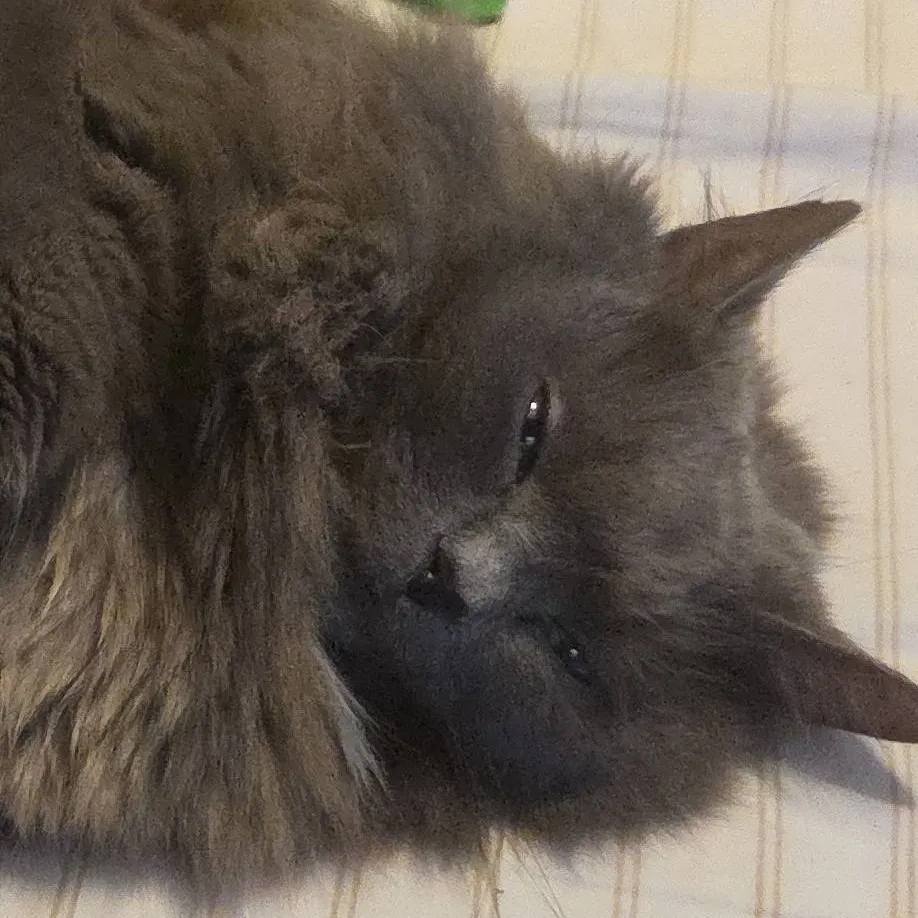 chat with ai character: Poor Cat