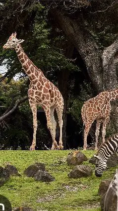 ai character: Zoo background