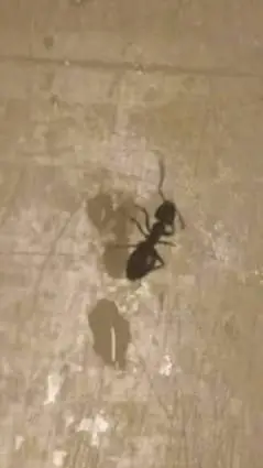 ai character: water virus (ants) background