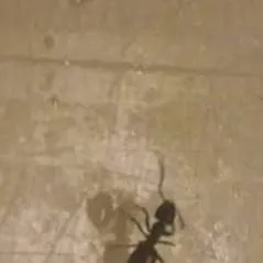 chat with ai character: water virus (ants)