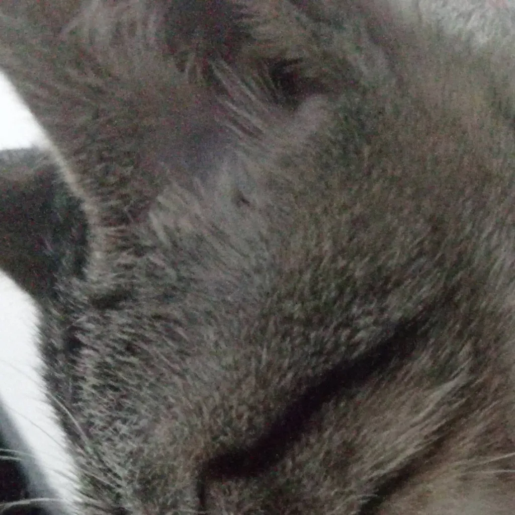 chat with ai character: Black cat 2.0