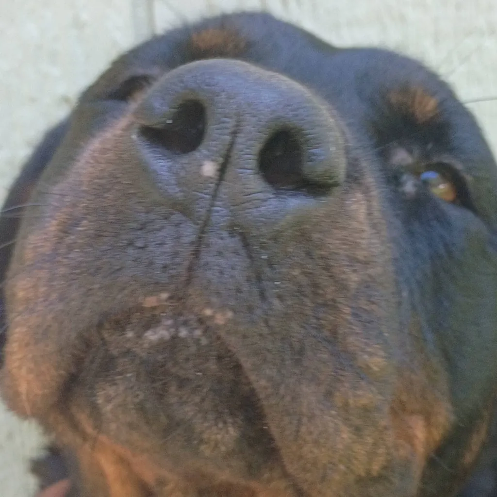 chat with ai character: Roxy Doggie