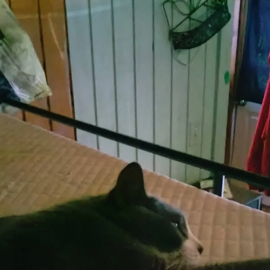 chat with ai character: Frank The Cat