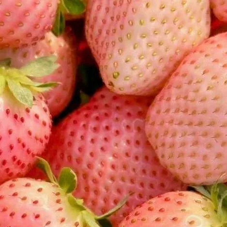 chat with ai character: strawberrys...