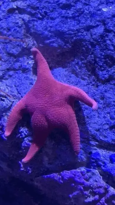 ai character: Patrick star🍑😂 background