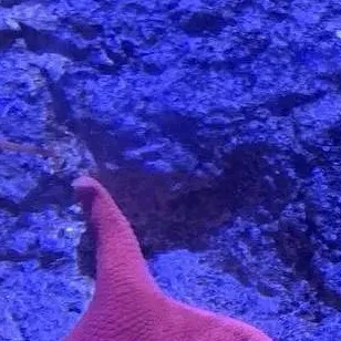 chat with ai character: Patrick star🍑😂