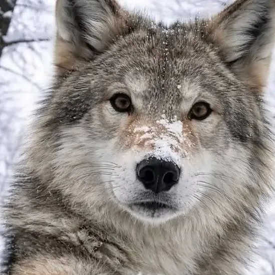 chat with ai character: zoey Wolf
