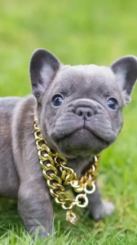 Talkie AI - Chat with Da pug! rebooted.