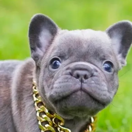 chat with ai character: Da pug! rebooted.