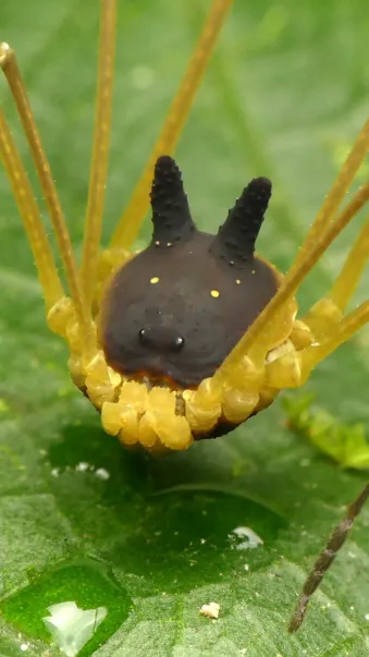 Talkie AI - Chat with Pet harvestmen