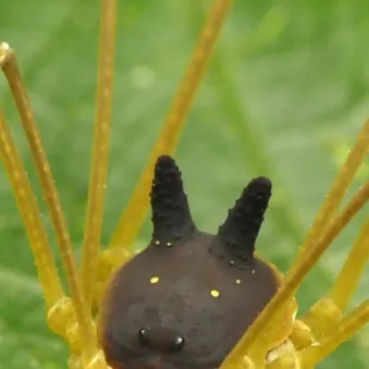 chat with ai character: Pet harvestmen