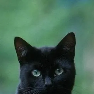 chat with ai character: kitty