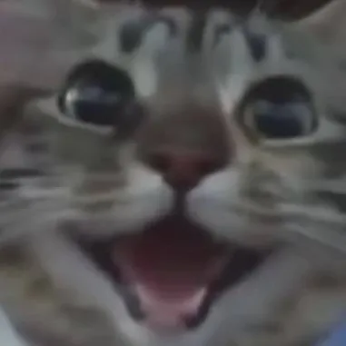 chat with ai character: The Outsiders cats
