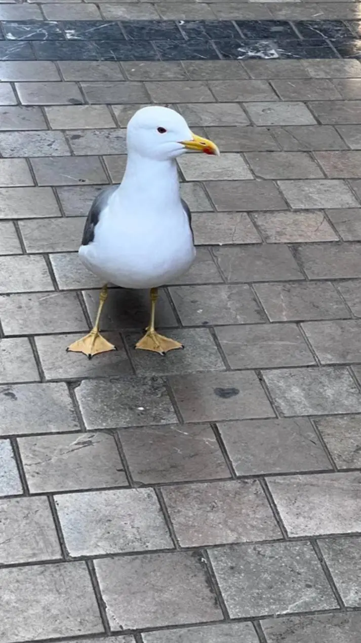 ai character: seagull background