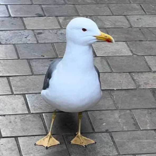 chat with ai character: seagull