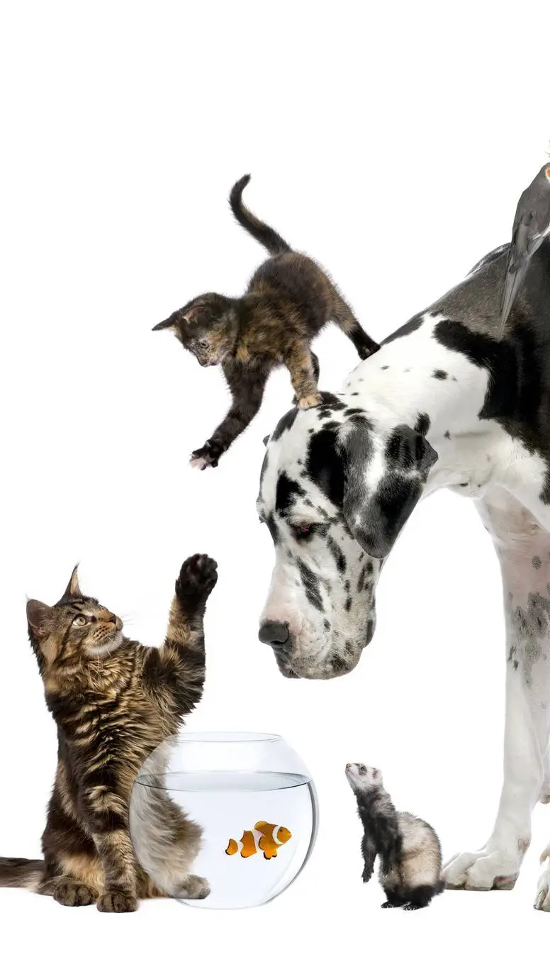 Talkie AI - Chat with ¡¡¡BECOME A PET!!!