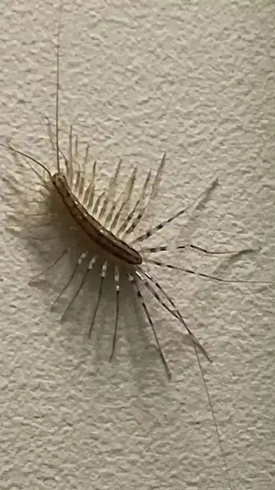ai character: house centipede  background