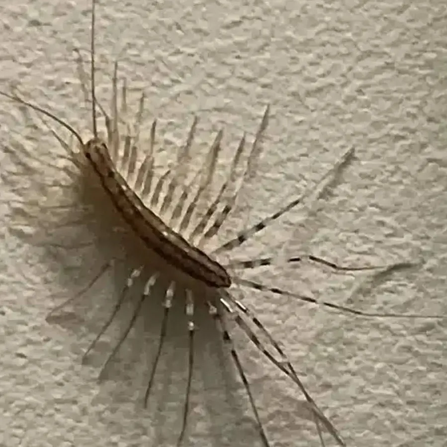 chat with ai character: house centipede 