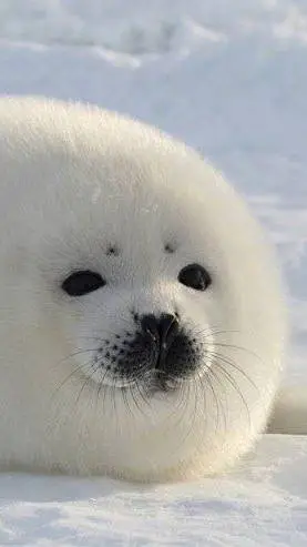 ai character: seal life  background