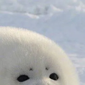 chat with ai character: seal life 