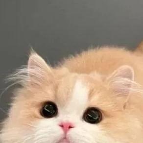 chat with ai character: 🧡🤍😽Misti😽🤍🧡