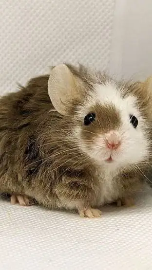 ai character: 🐁🐭🤎🤍Claurus🤎🤍🐭🐁 background