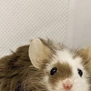 chat with ai character: 🐁🐭🤎🤍Claurus🤎🤍🐭🐁