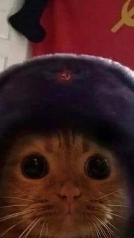 ai character: Soviet Cat background