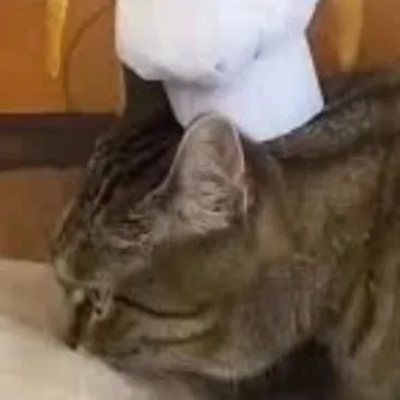 chat with ai character: Gato panadero 