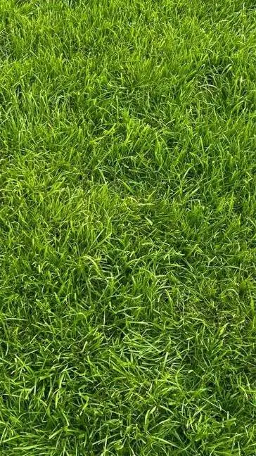 ai character: grass background