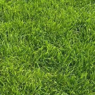 chat with ai character: grass