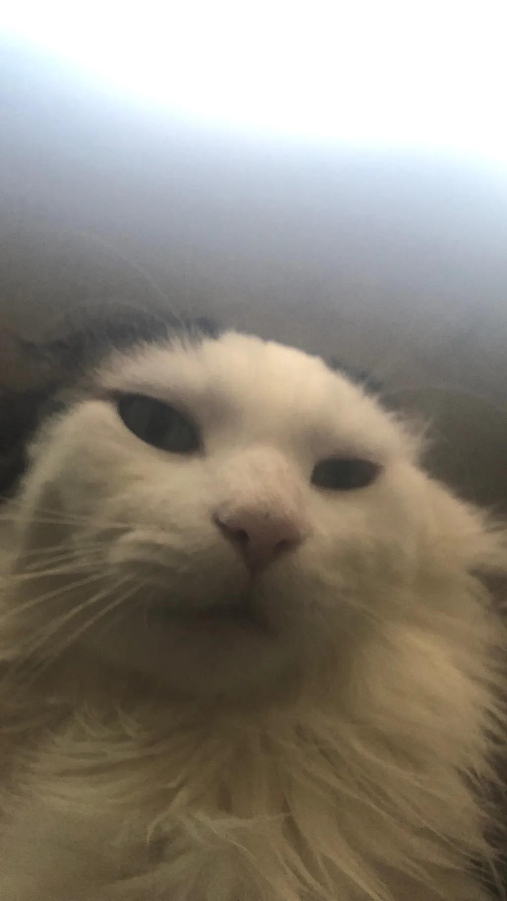 Talkie AI - Chat with MAX 🐱