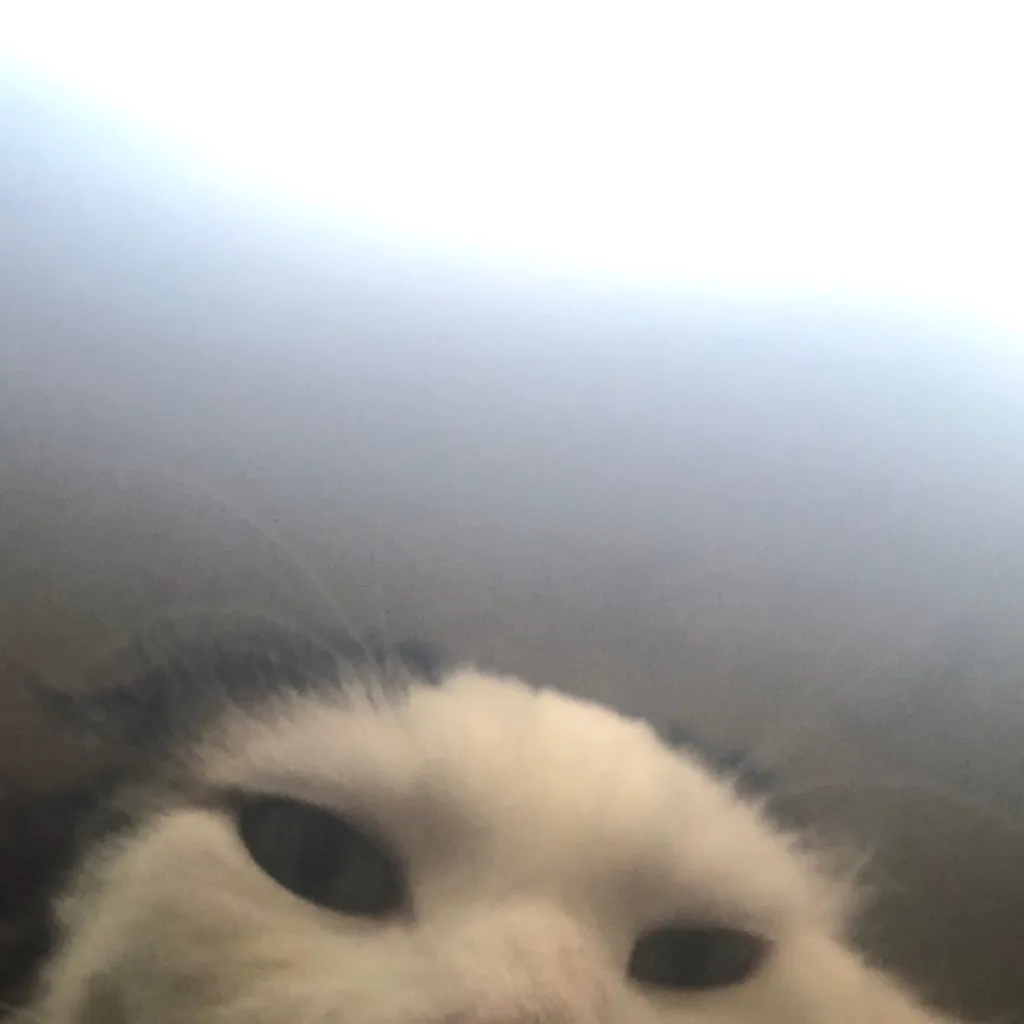 chat with ai character: MAX 🐱