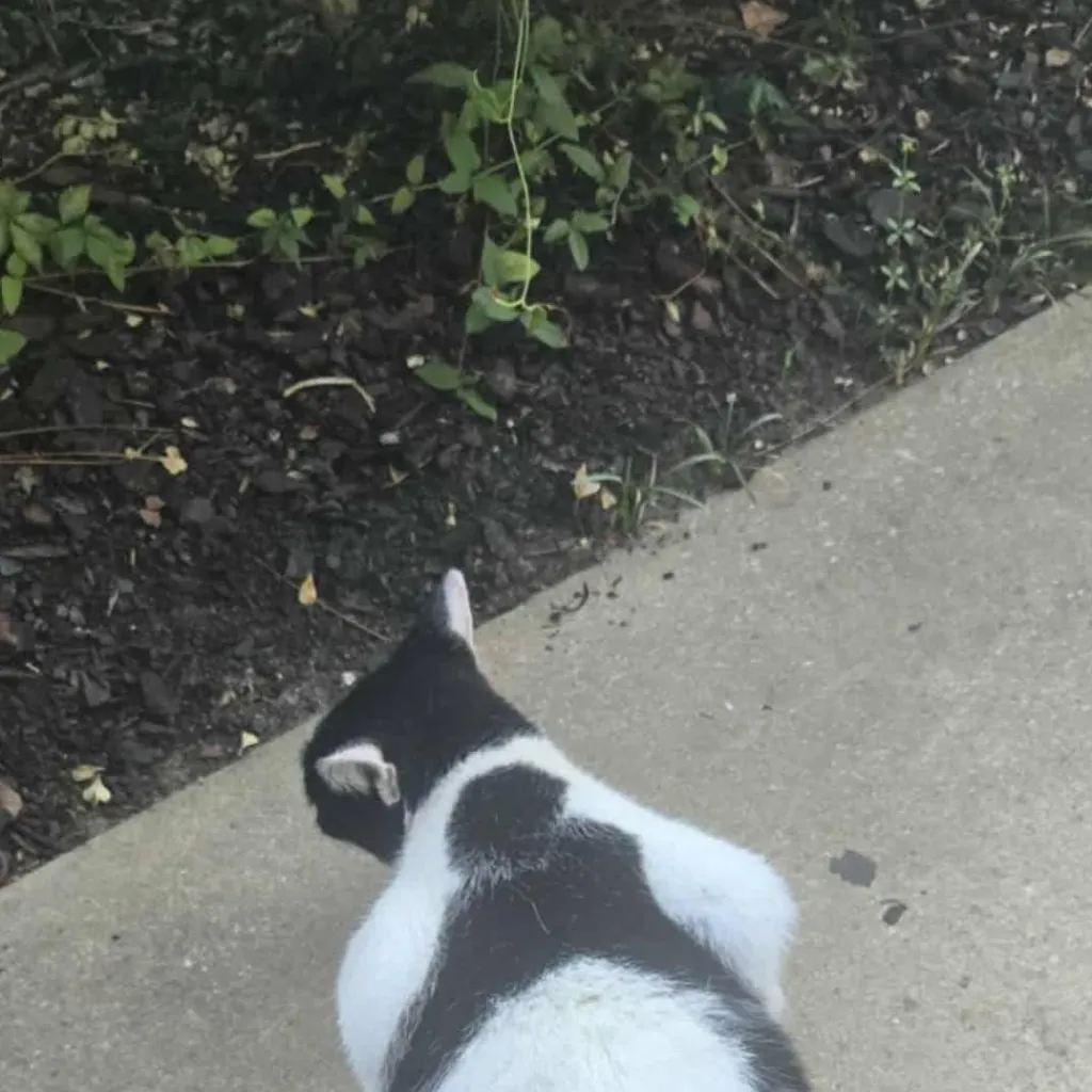 chat with ai character: The Fast food rest