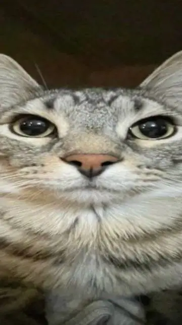 ai character: un gato background