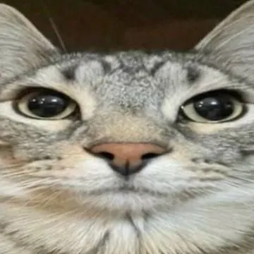 chat with ai character: un gato