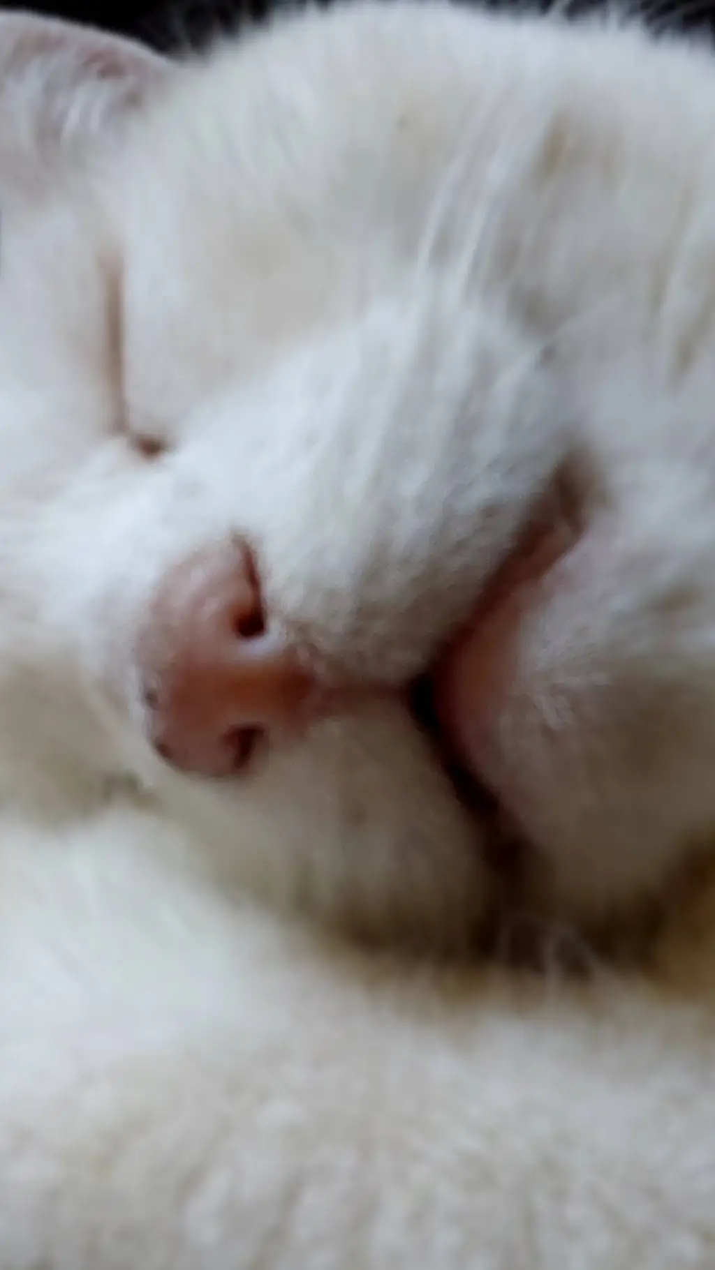 ai character: cat background