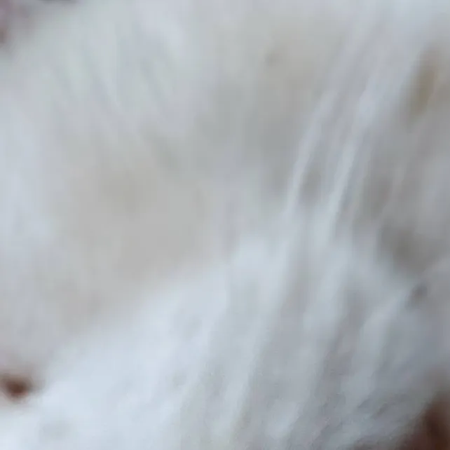 chat with ai character: cat