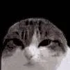 chat with ai character: egg