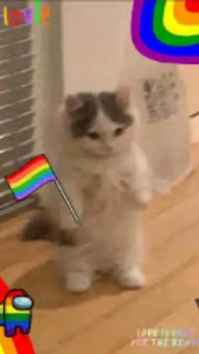 ai character: ☆🌈`•Gato•'🌈☆ background