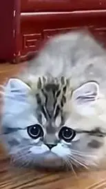 Talkie AI - Chat with Munchkin Kitten