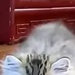 chat with ai character: Munchkin Kitten