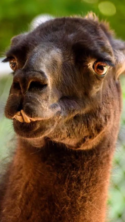 Talkie AI - Chat with Alberto the Alpaca