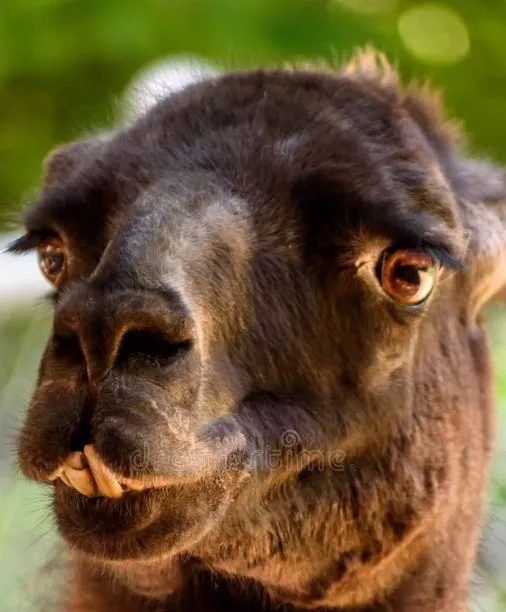 chat with ai character: Alberto the Alpaca