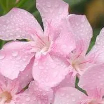 chat with ai character: Deadly Flowers~